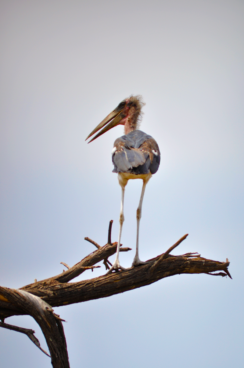 A marabou stork surveys the area in the Okavango Delta. Image by Kevin MacLaughlin.