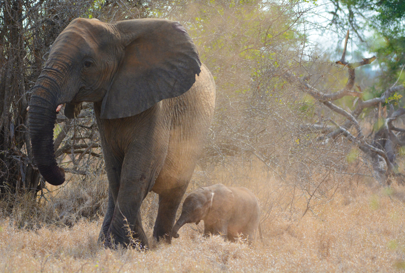 Only just met - mom elephant and her baby together only an hour or so after birth. Image by Kevin MacLaughlin.