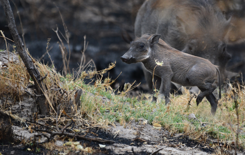 Warthog piglets in the Okavango Delta. Image by Kevin MacLaughlin.