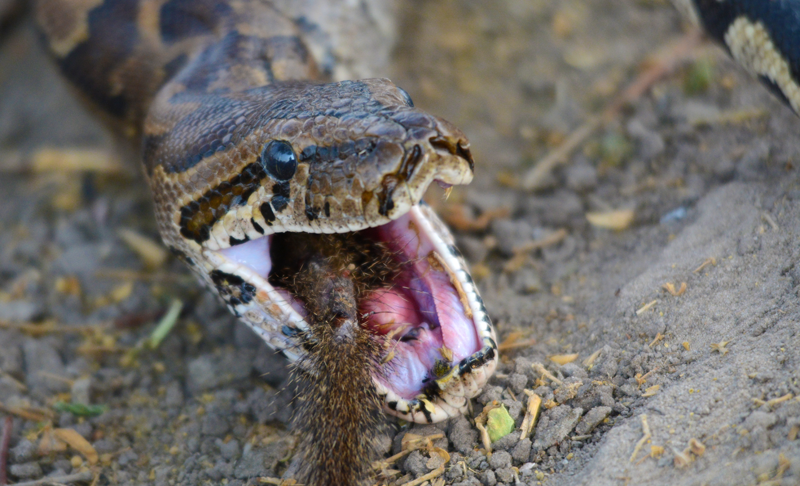 One incredible sighting at Camp Linyanti - an African rock python devours the last mouthful of his meal. It is still a debate as to whether it made a meal of a squirrel or a mongoose. Image by Kevin MacLaughlin.