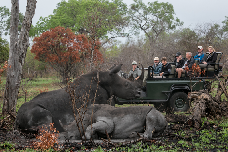 A rhino rises from its slumber in front of the Umkumbe game viewer giving guests a wonderful view of this special herbivore. Image by Em Gatland.