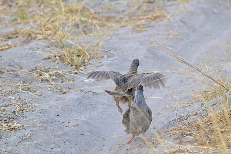 A pair of male red-billed spur fowls have it out on the road in the Okavango Delta.