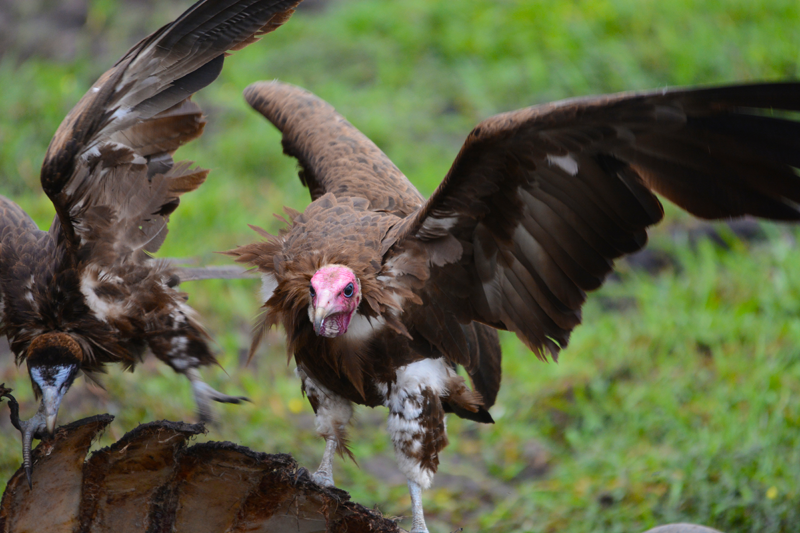 A hooded vulture grabs its opportunity while the lion is having a drink nearby and lands on the buffalo carcass with the intention to feed. Image by Kevin MacLaughlin.
