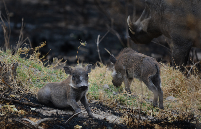 A pair of young warthogs spotted on the way to Mapula Lodge in the Okavango Delta. Image by Kevin MacLaughlin.