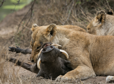 The Klaserie is on fire with wildlife activity and excitement, and lucky for us, photographer Em Gatland has been hanging out at Africa on Foot capturing it all! Recently, Em and JD headed out in search of lions, and what they got was an unexpected thrill. JD writes about the time the Africa on Foot […]