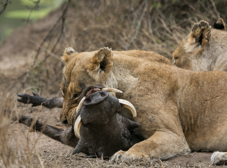 Ross Pride lionesses kill a warthog at Africa on Foot
