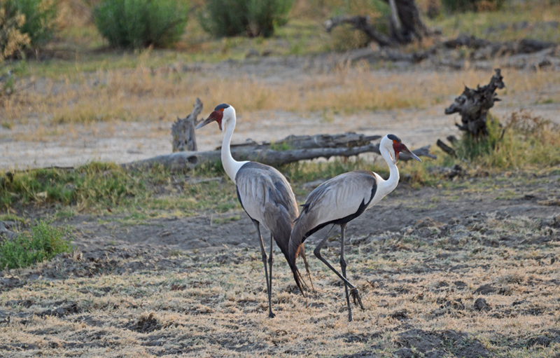 The endangered wattled cranes, seen here looking elegant in the Delta with Afrika Ecco Safaris. 