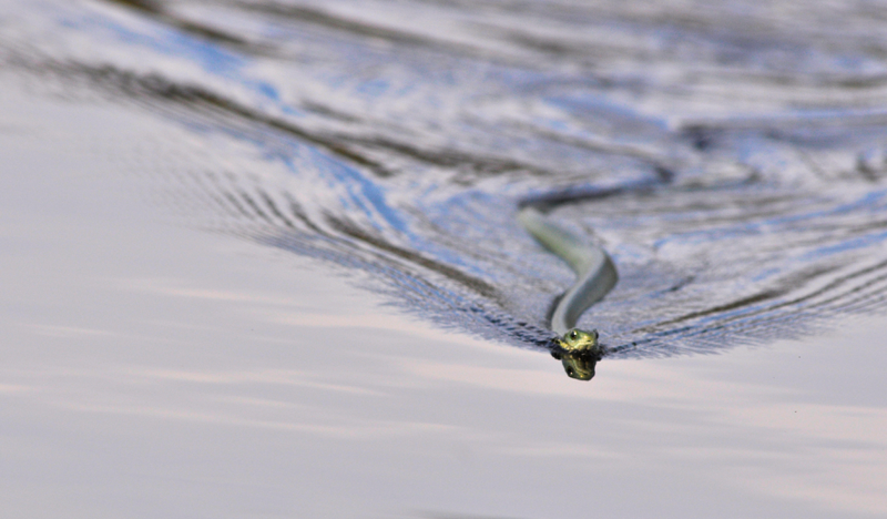 A western green snake gliding through the Okavango waters. Image by Kevin MacLaughlin.