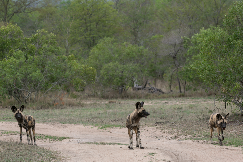Wild dogs have been spotted in the Sabi Sand and have behaved in a relaxed manner offering Umkumbe's guests a very lucky sighting. Image by Em Gatland.