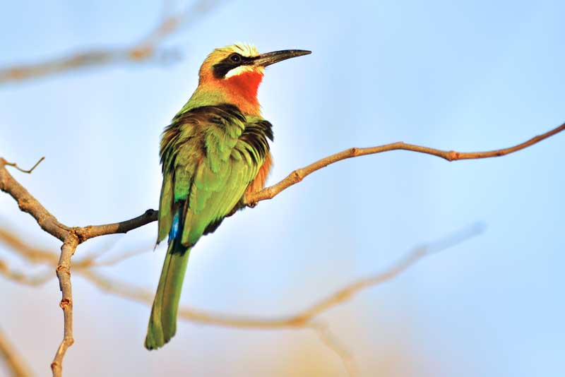 bee-eater-mapula-kevinmac