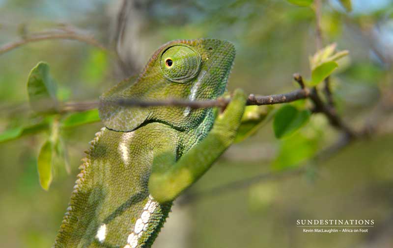 chameleon-nthambo-kevinmac1