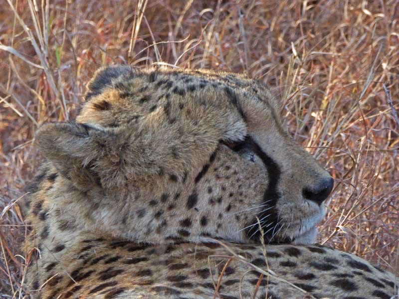 Getting up close. Safaris with Nokana Safari Camp enjoy close encounters with cheetahs.