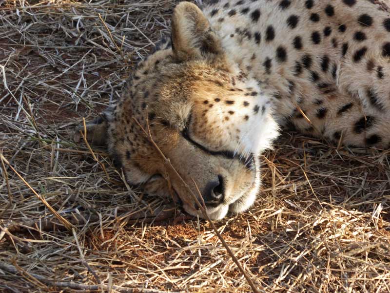 cheetah-face-nokana