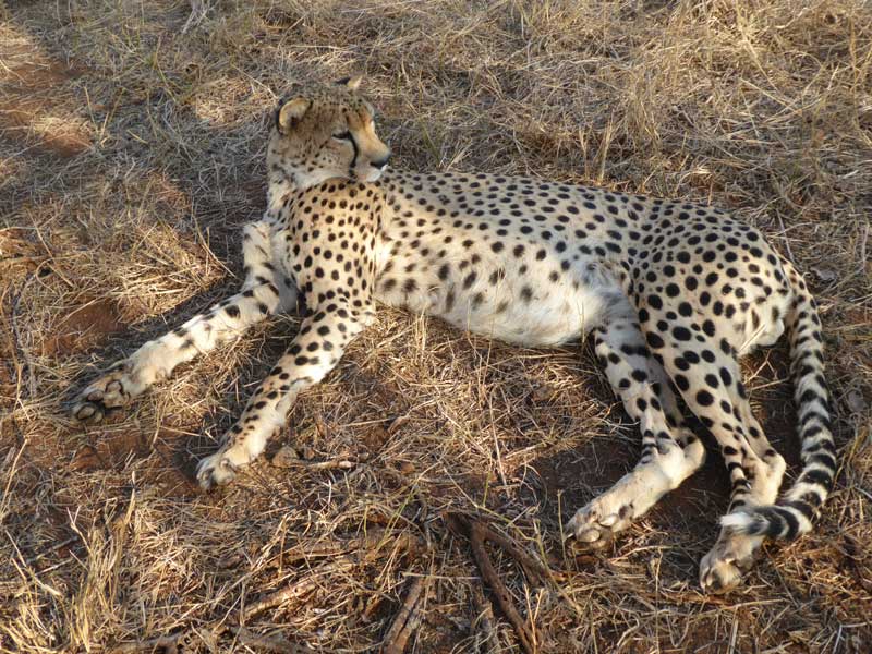 cheetah-length-nokana