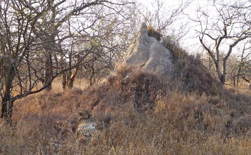cheetah-mound-nokana