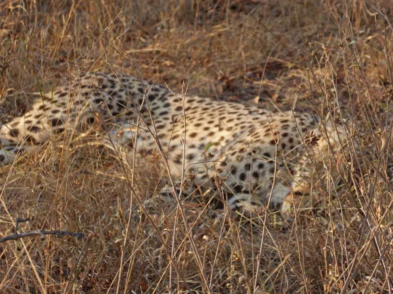 Spots in the grass. A cheetah chills out in the Kruger Park on International Cheetah Day yesterday. 