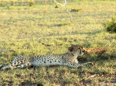 This week comes with a farewell to one of our incredible rangers at Umkumbe Safari Lodge. Angele has sent us a message and some wonderful photographs from her last week in the Umkumbe bush, and what a week it has been! All the best Angele, and see you back in the bush soon. My final Week […]