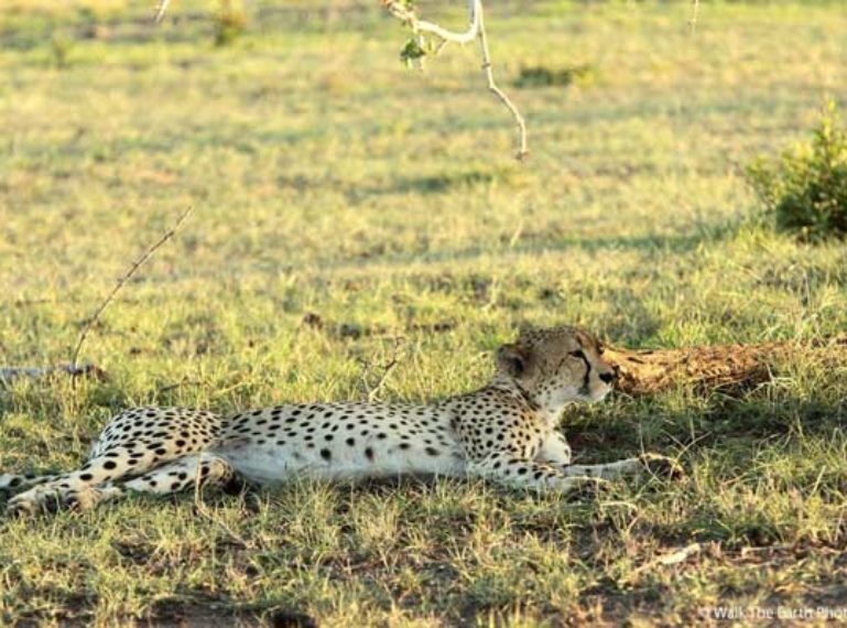 Week in Pictures: Sabi Sand splendour and a kill in the Klaserie.