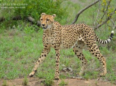 Guests at Africa on Foot and nThambo Tree Camp were treated to some wonderful cheetah sightings this past week. This beautiful female feline was found three times over the past few days. On one occasion she had a kill and yesterday morning she was just moving through the area. Cheetahs are normally active during the […]