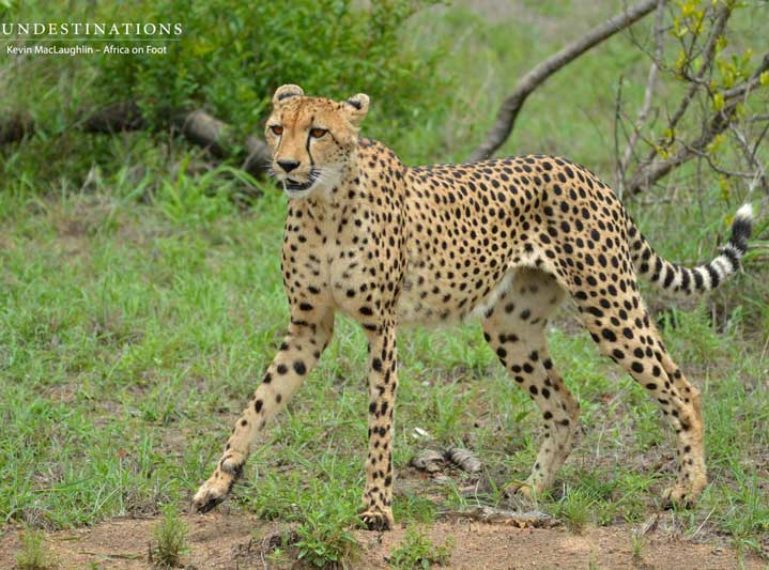 Beautiful cheetah sighting