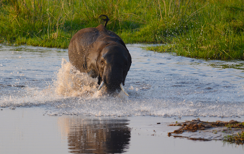 The charging elephant hits a pothole and plunges into the water at full speed. Image by Kevin MacLaughlin.