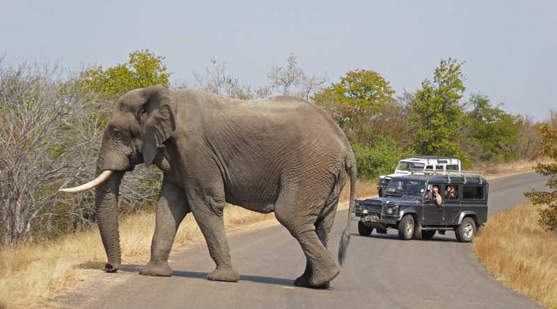 Making an exit. An elephant heads for the bush after stopping traffic in the Kruger National Park with Nokana Safari Camp.
