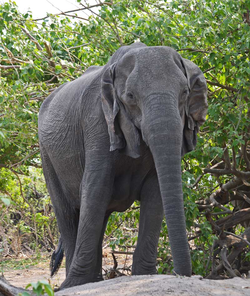 An elephant out of the ordinary. This female elephant seemed to lack cartilage in her ears, and she also didn't have any tusks, but her unusual features didn't make her any less of an elephant, and she soon ordered us to get out of her way! Image by Chloe Cooper.