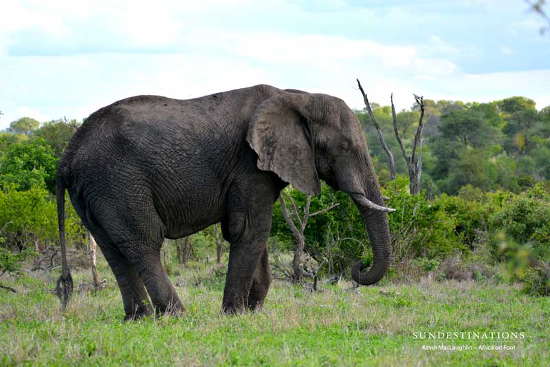 elephant-nthambo-kevinmac