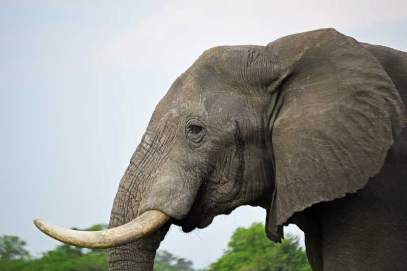 A Savuti elephant profile. Image by Chloe Cooper.
