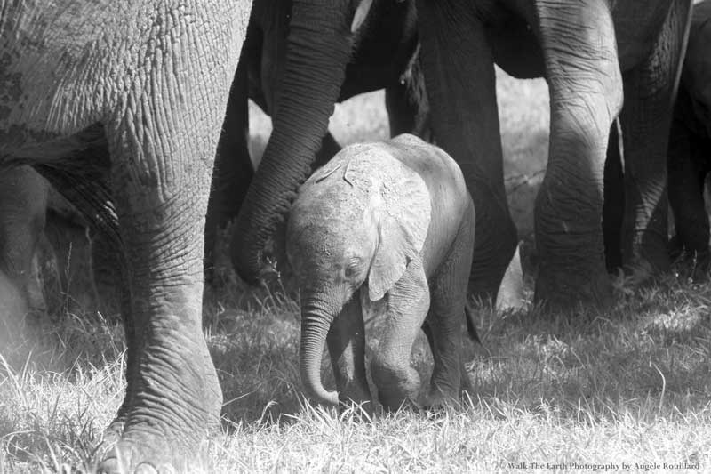 A very young elephant moving with the herd. Image by Angele Rouillard.