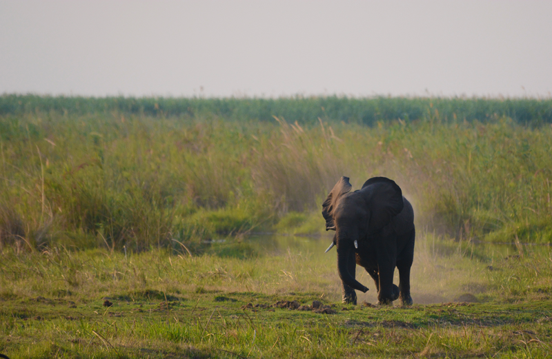 From across the Linyanti swamps, a pair of elephants comes running towards the lions. Image by Kevin MacLaughlin.