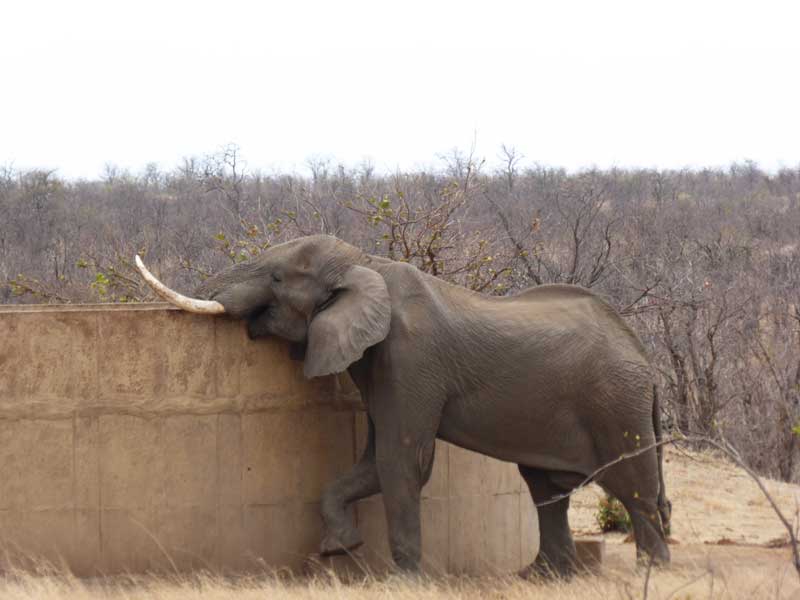 elephants-nokana