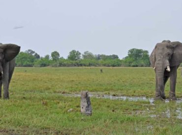 Sometimes you see what you expect, sometimes something quite the opposite comes your way. While on safari with Camp Linyanti, we encountered so many elephants that we grew to expect them around every corner, but we had to stop and take a look at one particularly wrinkly old female. She didn’t have any tusks, and her […]