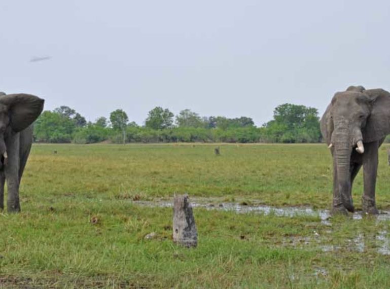 Week in Pictures: Unexpected elephants, and more safari gold