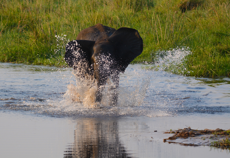 Making a splash. Image by Kevin MacLaughlin.