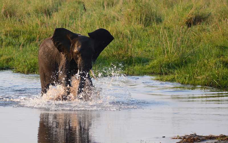 Reaching the water, the elephant gets right in and crosses to get to the lion. Image by Kevin MacLaughlin.