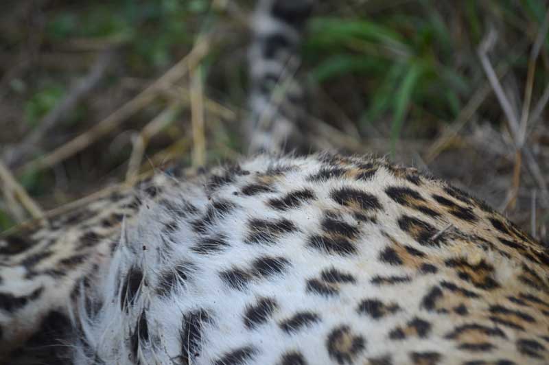 fur-closeup-chloe