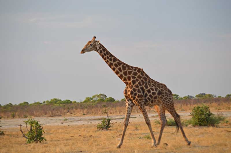 A giraffe in the evening light. Image by Chloe.