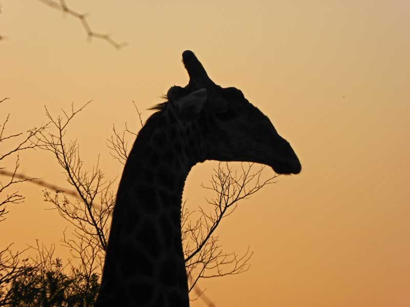 A giraffe silhouette in the Kruger National Park. 