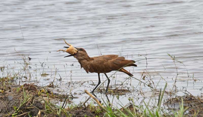 A hamerkop struggles to swallow a frog in the Savuti marsh. Image by Chloe Cooper.