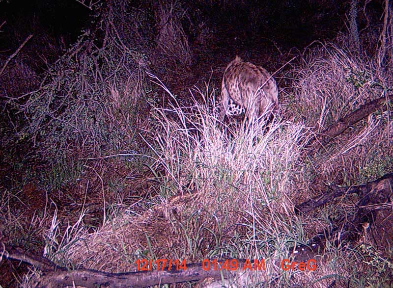 hyena&leopard-cameratrap