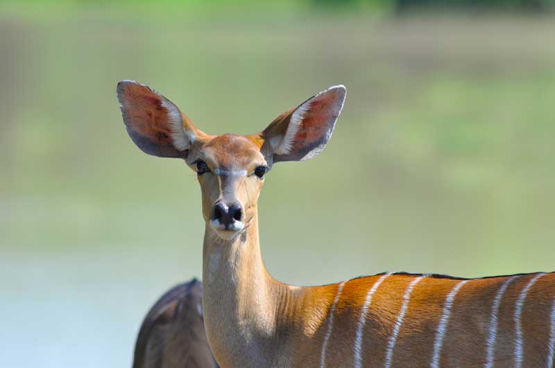 kudu-mapula-kevinmac