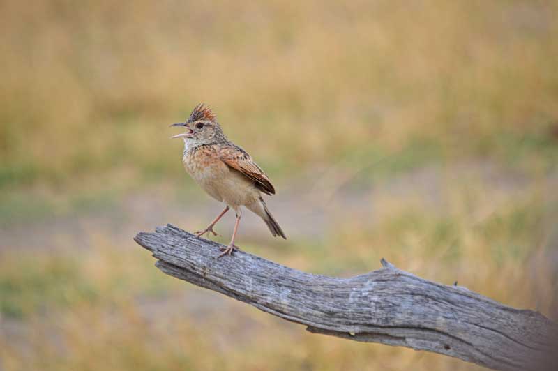 A rufous-naped lark putting on a show in the Savuti. Image by Chloe Cooper.