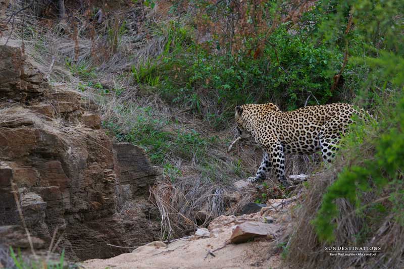 leopard-approach-kevinmac