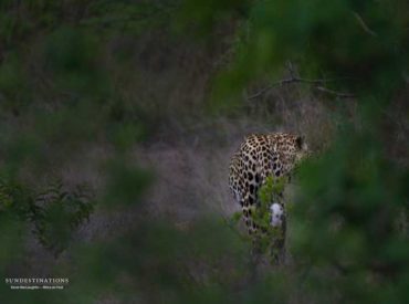 Enjoying that ideal leopard sighting on safari quickly becomes one of the most memorable parts of one’s trip. There is something unbeatably beautiful about the leopard; glimpsing its rosetted pelt, yellow-green eyes, and the white flick of its tail is what puts one the the edge of their safari seat. The hunt for this exceptional cat was […]