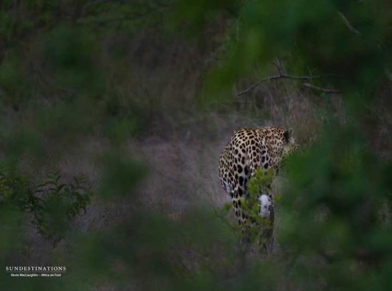 That lucky leopard sighting… on video