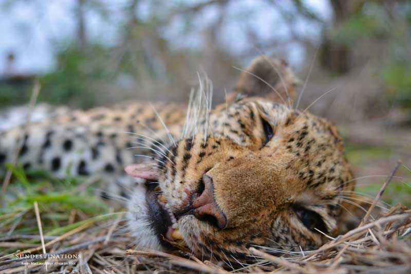 leopard-closeup-1