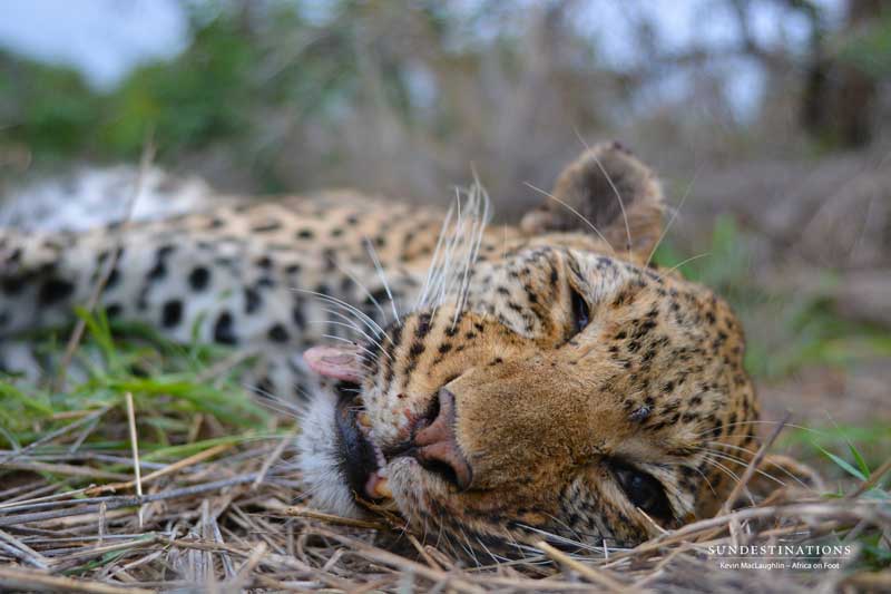 leopard-closeup-2