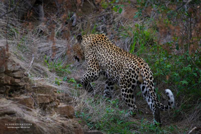 leopard-stalk-kevinmac