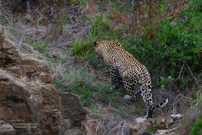 leopard-walk-kevinmac